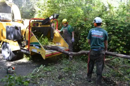 tree services Oswego